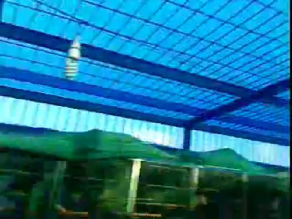 our new master cage of finches love birds cockatiels and doves