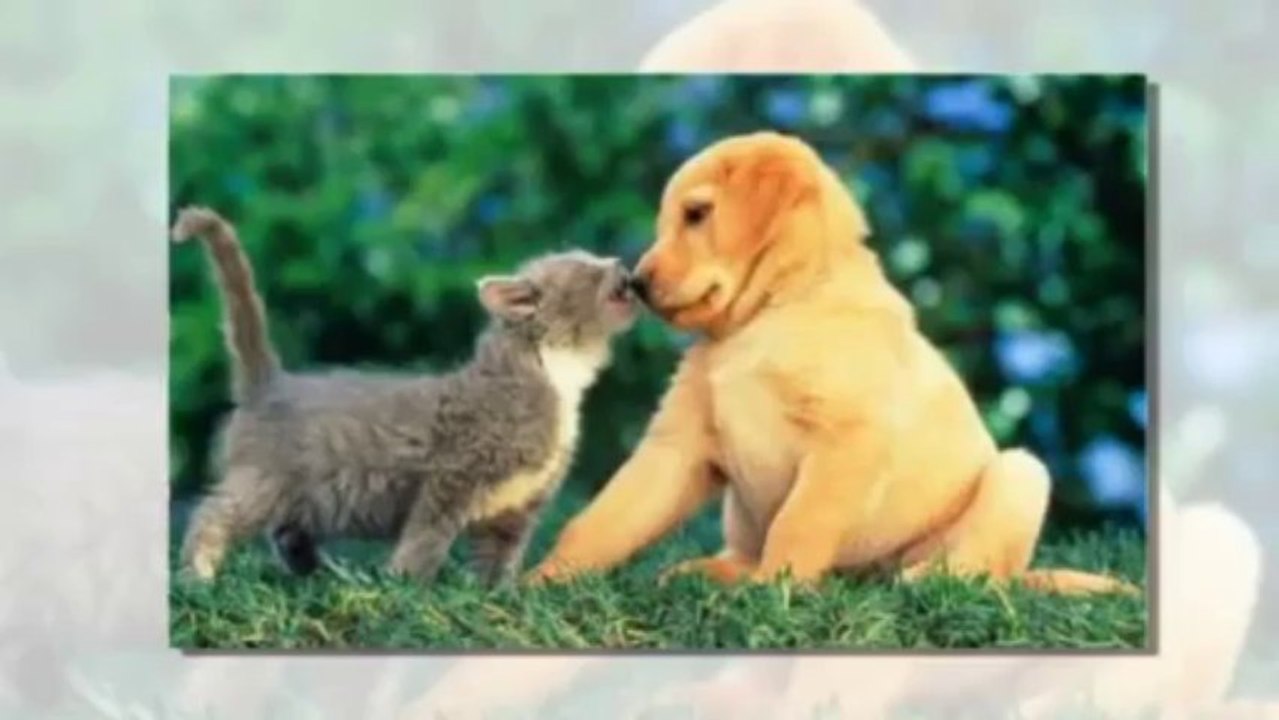 PET STORY