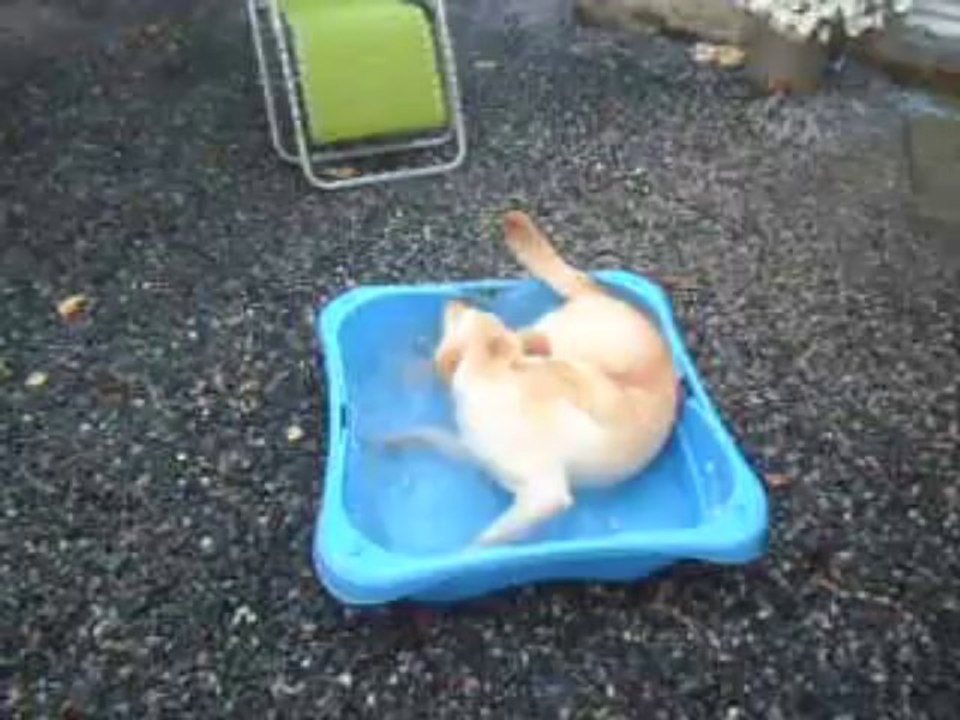 Honey et sa p'tite piscine ! :)