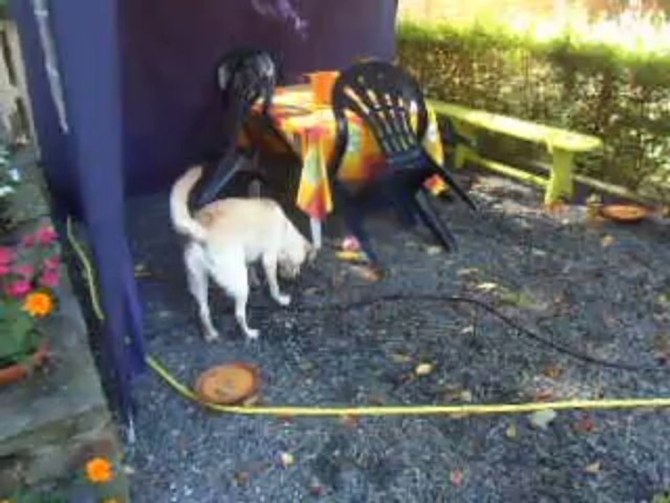 Honey et sa p'tite piscine ! :) (2)