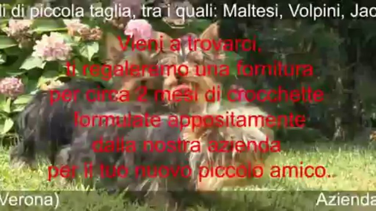 amicocane