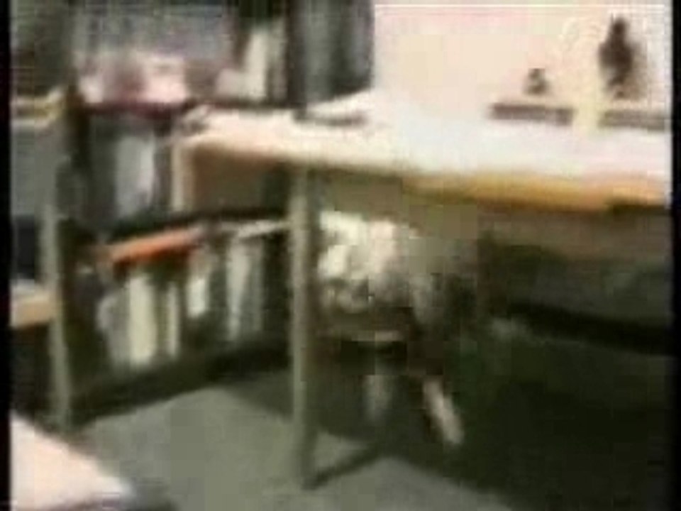 animauxfunnycats