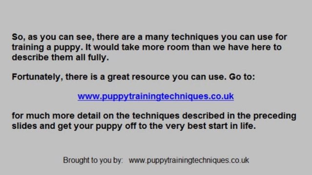 Training a Puppy Quickly & Easily. 6 Proven Strategies & Tips
