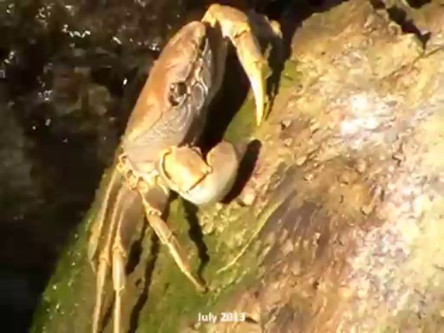 Crab