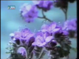 HABIB WALI MUHAMMAD Live - TERE ISHQ NACHAYA