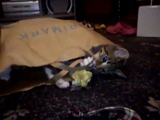 Ares-Apollo playing in a bag (Last Part)
