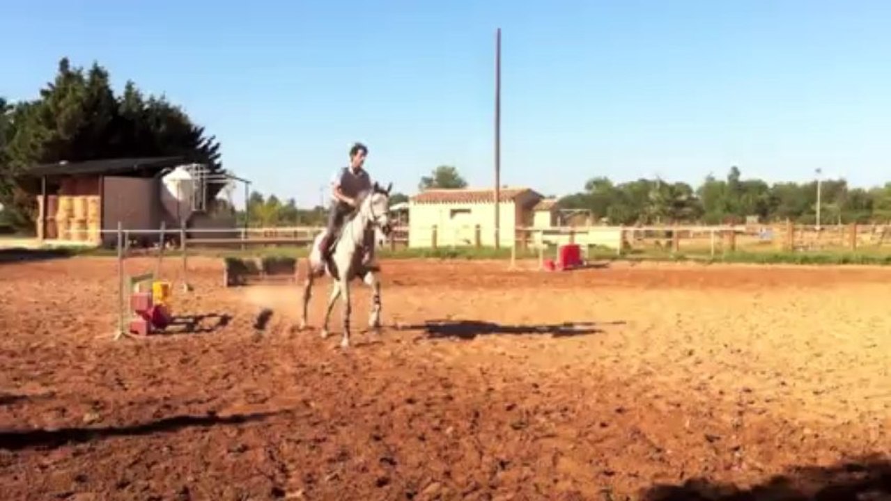 Goa Jument 7ans pere par Heartbreaker Mère: par Nabab de Rêve par Quidam de Revel