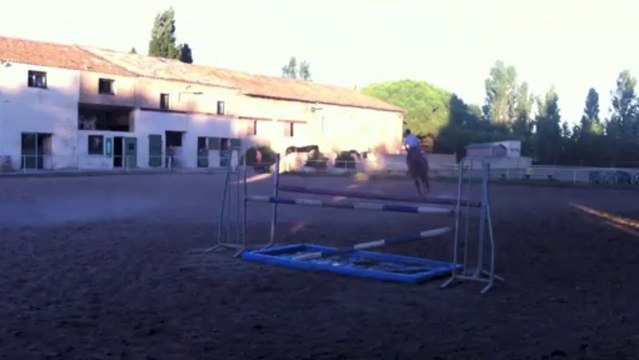 Ris Merle hongre de 8 ans Père par Papillon Rouge Mère:par Quatoubet du Rouet par Baloubet du Rouet