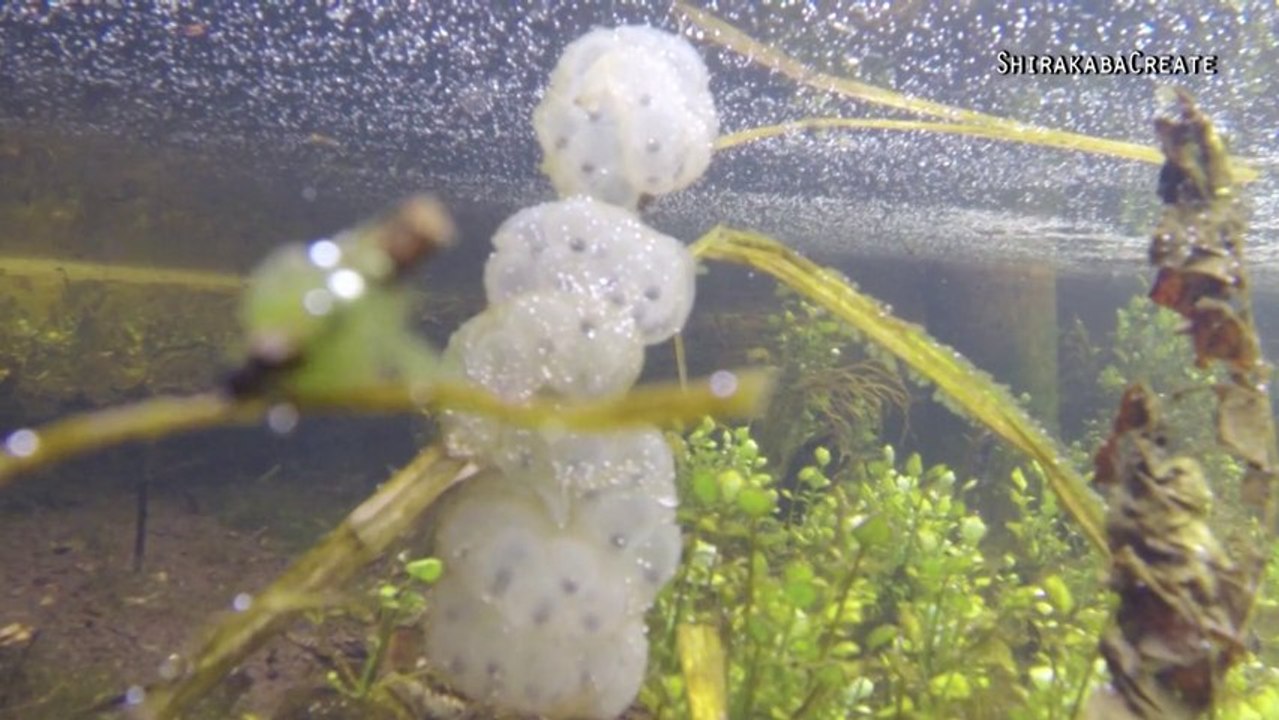 Clumps of Asian Skunk Cabbage in Hoshioki green tract of land, Hokkaido, Japan