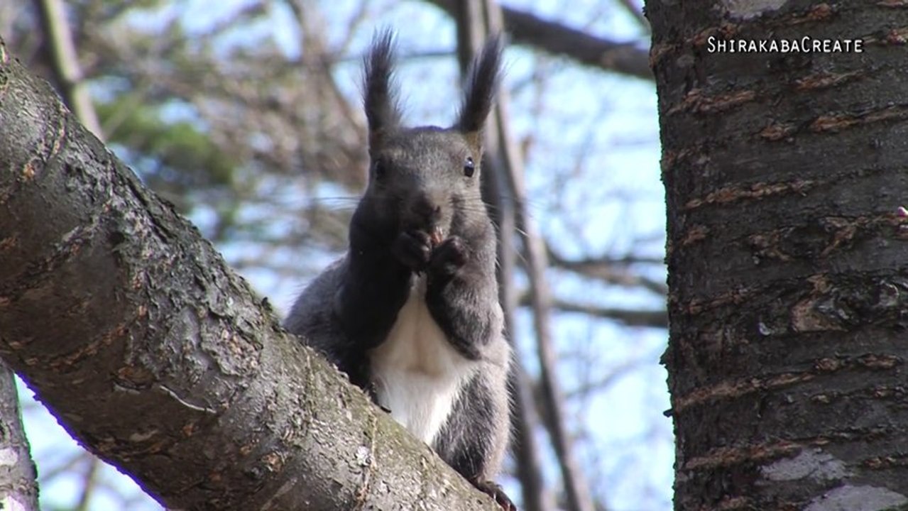 Hokkaido Squirrel & Dogtooth violet & Corydalis ambigua in Urausu Shrine, Hokkaido, Japan