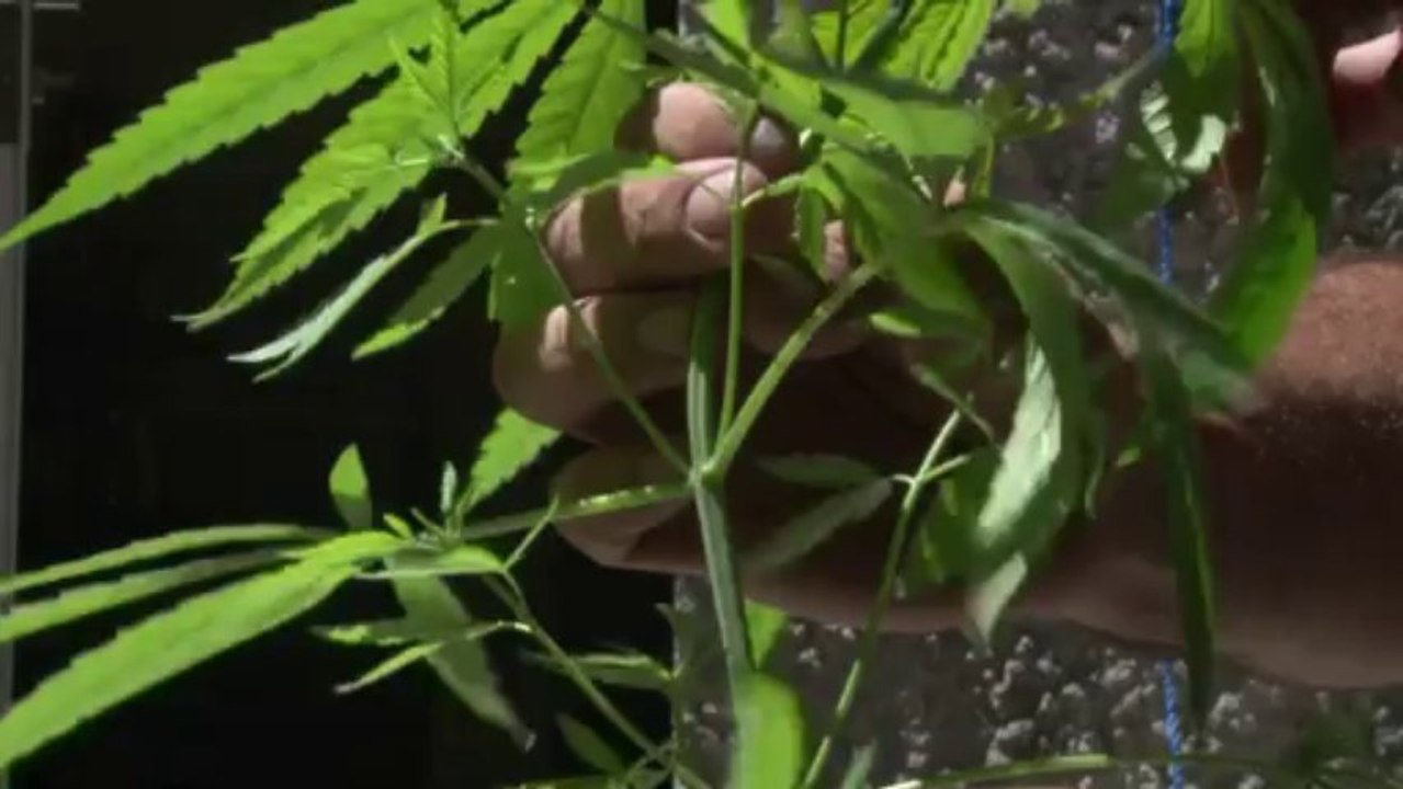 Senado decide maconha no Uruguai