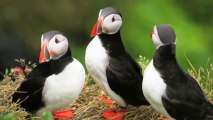 Drivers in UK Town Asked to Check for Baby Puffins Under Cars