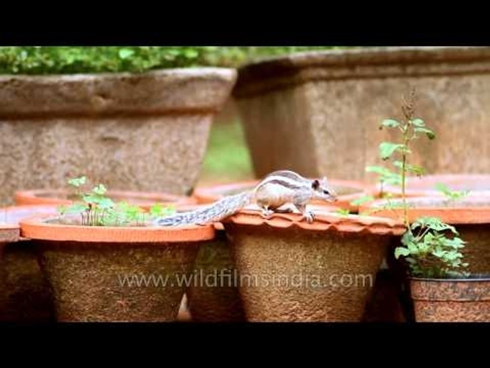 Indian palm squirrel foraging around earthen pots