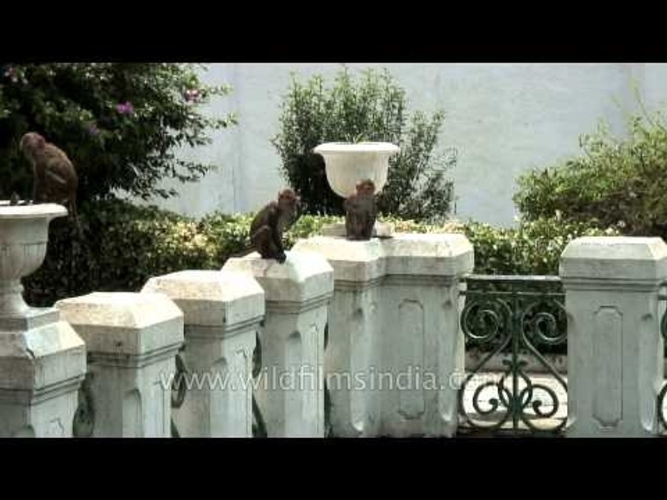 Monkeys jumping one after the another in an artifical pond