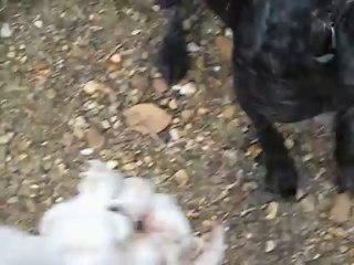 Drahthaar Poyrazla su aportu çalışması-1