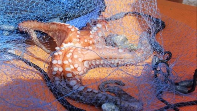 American Family Catch Incredibly Rare Six Tentacled Octopus And Killed It During Greek Vacation Video Dailymotion