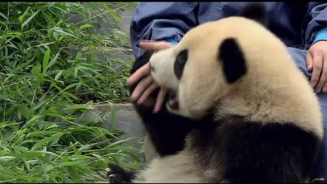 Athens International Digital Film Festival aidff Tribute to Wildlife Vaasa Festival