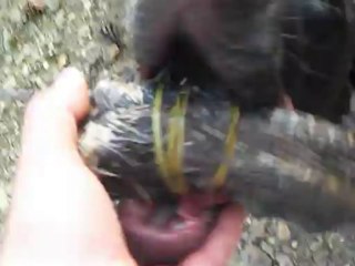 Drahthaar Poyrazla su aportu çalışması-2