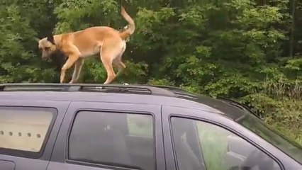 Be Aware Daika @ the car