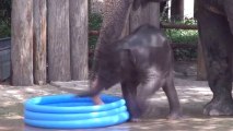 Bébé éléphant joue dans une piscine gonflable