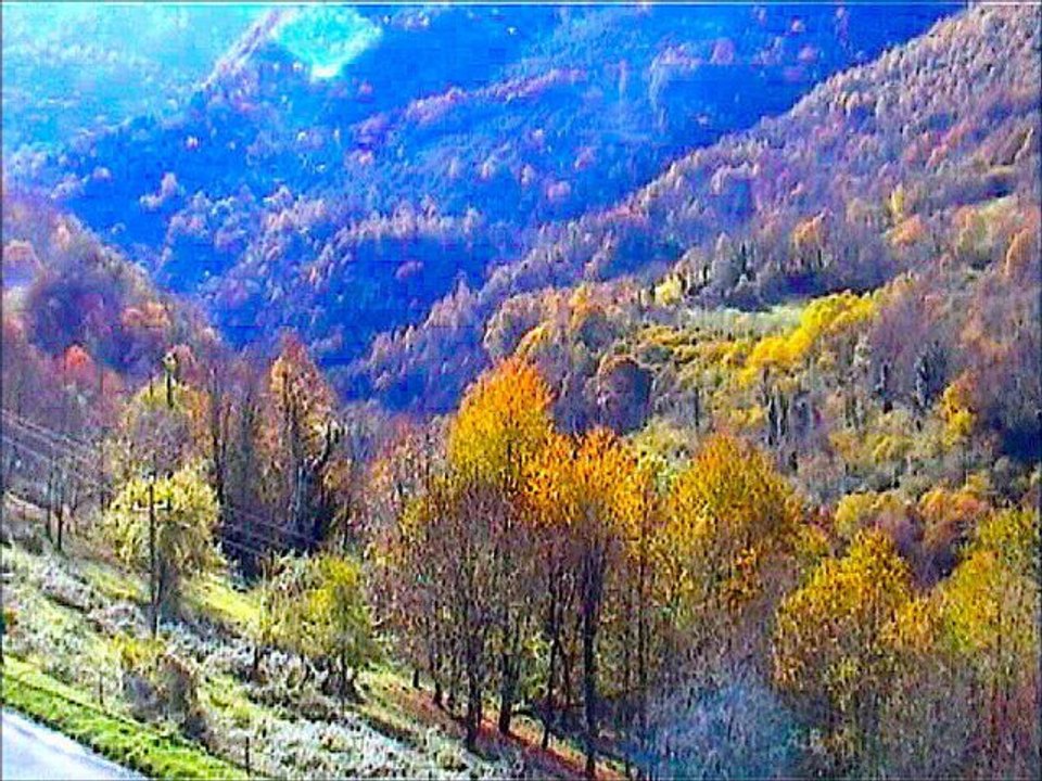 musique couleurs et fleurs