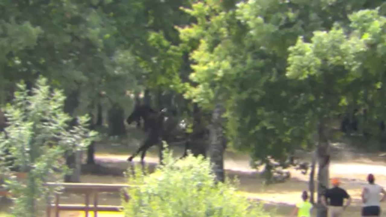 13-07-24 - Cross CCE Club élite Lamotte 2013