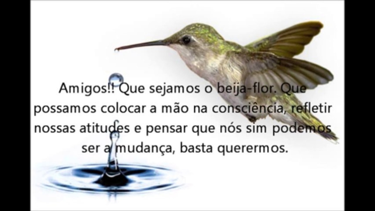 O BEIJA FLOR E O INCÊNDIO NA FLORESTAwmv