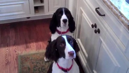 Deux chiennes dansent avant de manger