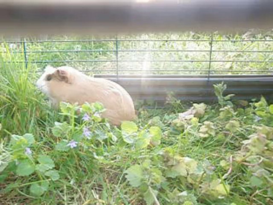 Ciboulette
