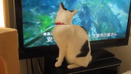 Un chat chasse à la télévision