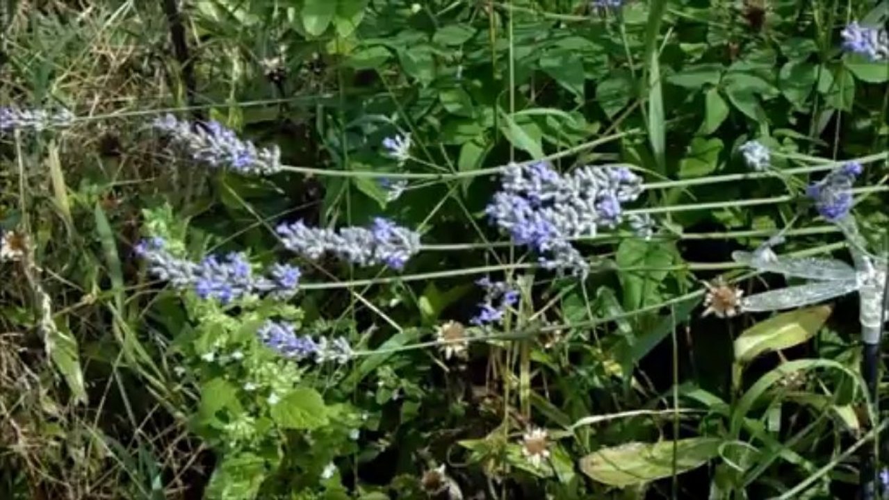 papillons