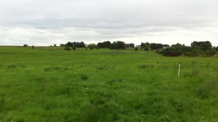 Dixie entrainement troupeau du 30-07-2013