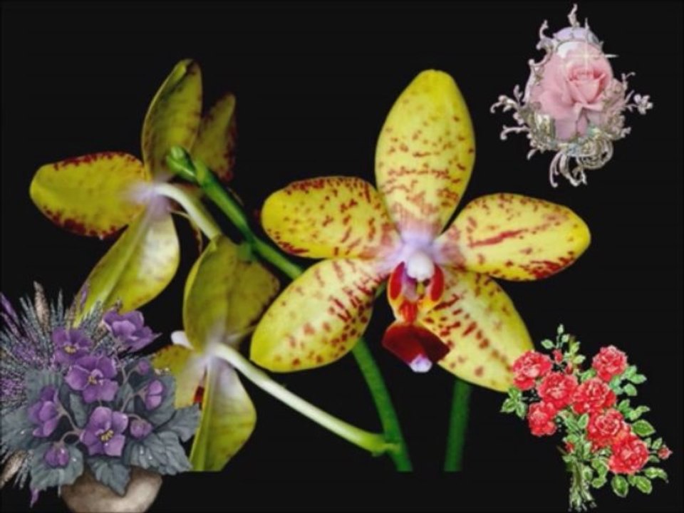 Fleurs pour mes amies de Dailymotion et Facebook(musique unchained mélodie à la guitare)