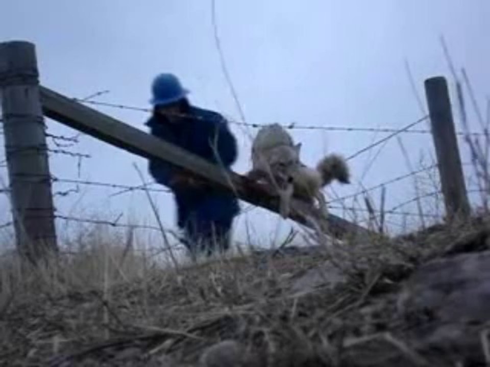 Un Coyote coincé dans des barbelés - sauvé par un homme!