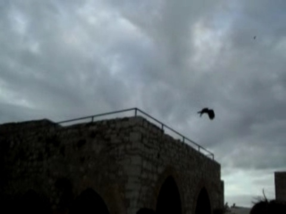 halcon 2 bakan