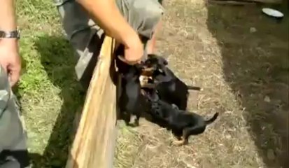 İzlediğim en acımasız köpek saldırısı..