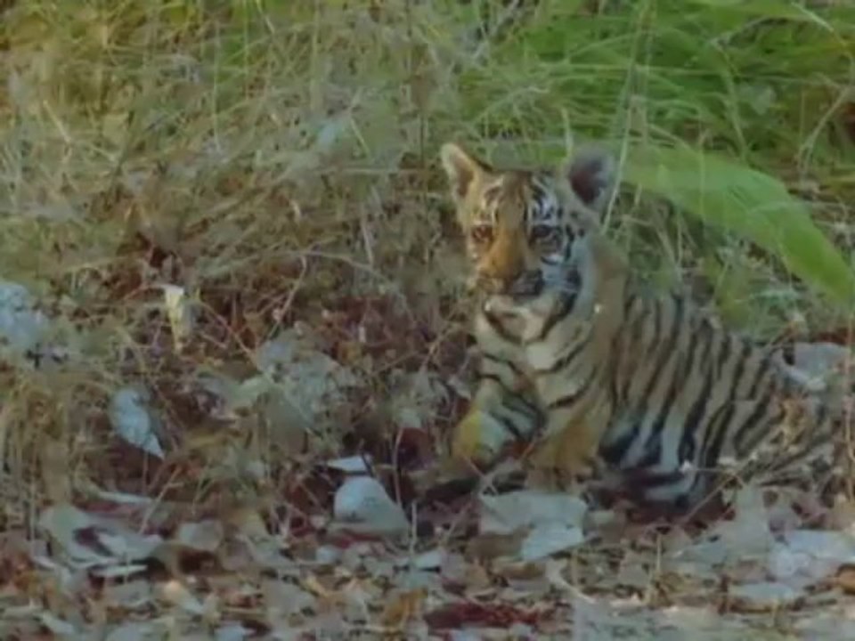 Land of theTiger - Tiger's Domain
