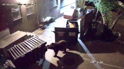 Un ours vole des conteneurs à poubelle