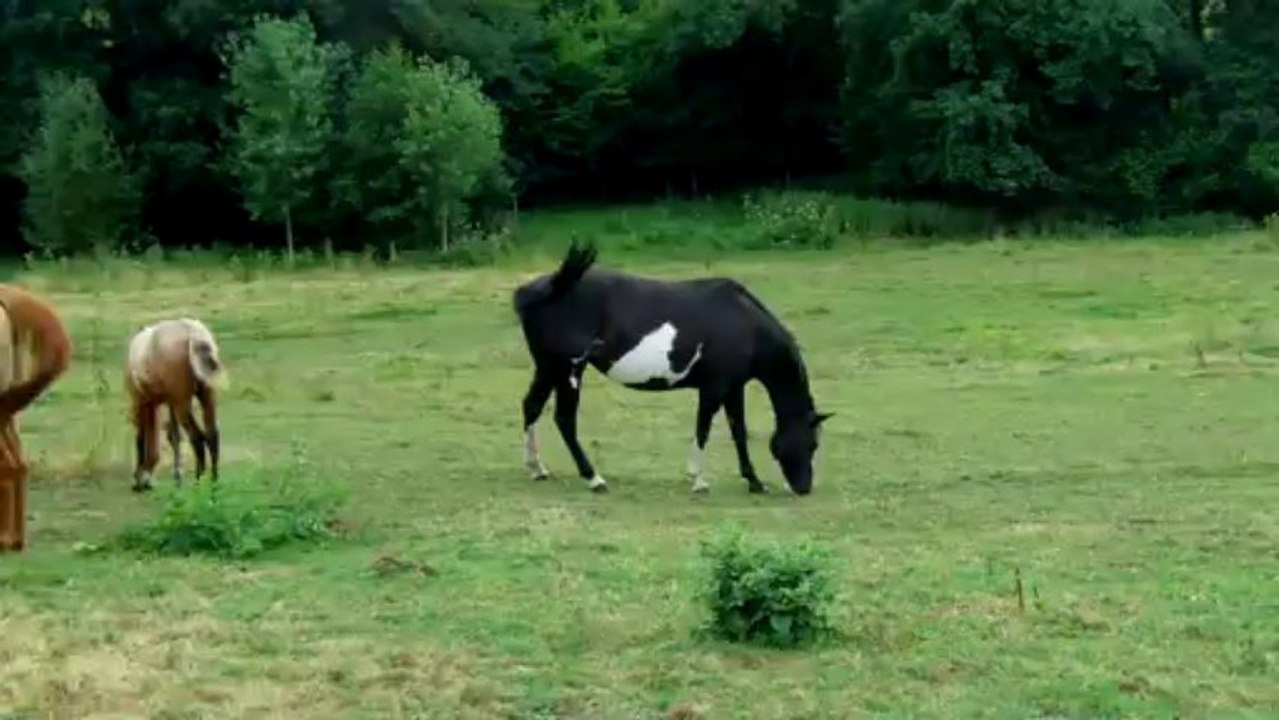 Loulou au pré ( 27juillet2013)
