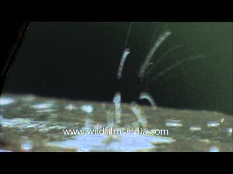 Fresh droplets of rain