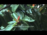 Fresh rain droplets falling on Banyan leaves in Delhi