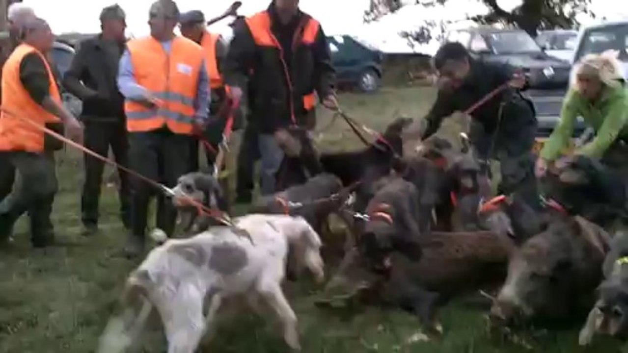 Meute de Griffons Nivernais