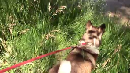 Kyzak & Rydik playing in creek in Colorado Springs, Co. Pt.2