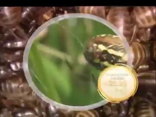 Doğanın Minik Misafirleri 22.25'te TRT Okul'da