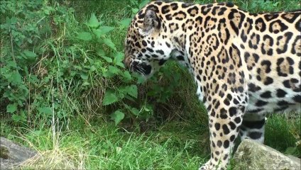 ZOO d' Amnéville - Fauves