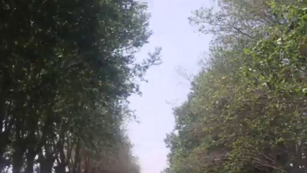 Le chant des cigales sur le canal du Midi