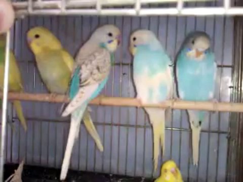 Yavrular-0554 626 38 42