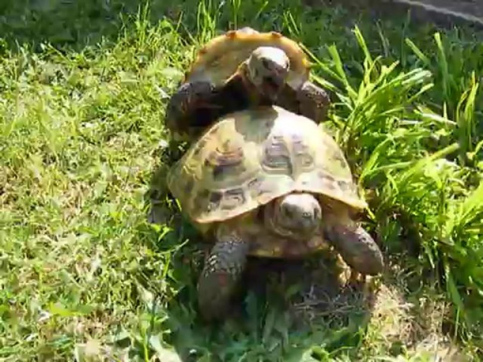 reproduction des tortues des steppes Vidéo Dailymotion