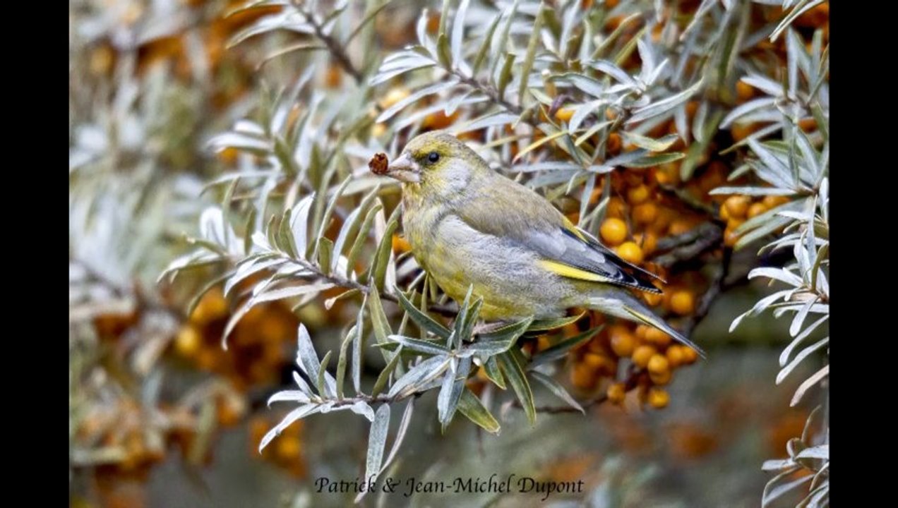 video sur les photos (Tirages papier)