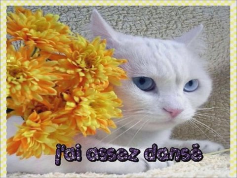 Chats alors 2(Musique un homme et une femme)...